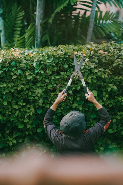 A gardener, wearing a dark jacket with red accents and a black cap, is seen from behind trimming a dense, well-maintained hedge with a pair of silver, long-handled garden shears. The hedge has small, vibrant green leaves, and the trimmed top is even and tidy. In the background, tall palm trees and lush tropical plants with large, elongated leaves create a vibrant garden setting. The ground is not visible, but the surrounding greenery suggests a lush, outdoor space. The overall scene emphasizes garden maintenance and hedge trimming, with natural lighting highlighting the textures of the leaves and tools. This image accompanies content about garden maintenance costs in Stockwell SW9, and is associated with Gardeners Stockwell, a company specializing in gardening services.