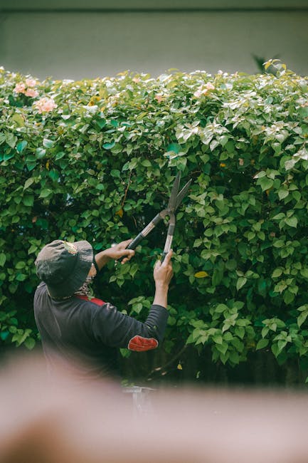 A person wearing a wide-brimmed hat and dark clothing is pruning a tall, dense hedge with long-handled hedge shears. The hedge consists of lush green leaves, some with light pink flowers, and has a well-maintained appearance. The garden features neatly trimmed grass and a garden bed with soil visible at the base of the hedge. The scene is set in natural daylight, highlighting the textures of the leaves, the freshly cut branches, and the tools used for hedge trimming. The background includes a plain, muted green wall, emphasizing the focus on the hedge maintenance activity, which aligns with garden maintenance or landscaping work promoted by Gardeners Stockwell.