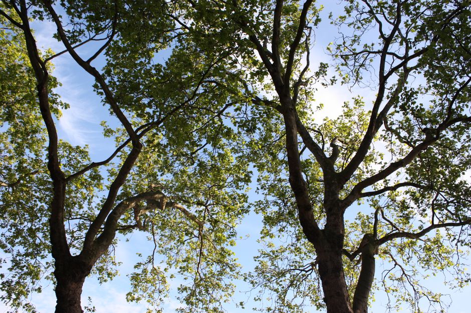 A clear daytime view looking upward at two mature deciduous trees with thick, textured brown bark and lush green foliage. The trees' branches spread wide across the sky, which is partly cloudy with patches of blue visible through the canopy. The canopy creates a dappled pattern of sunlight and shadow on the leaves. Surrounding the trees are maintained garden beds with trimmed grass and soil, indicating regular garden maintenance. A pathway with a smooth surface runs parallel to the trees, bordered by low hedges and flower borders. In the foreground, gardening tools such as shears and a rake are visible, suggesting recent hedge trimming and gardening work. The environment appears to be a well-kept outdoor space, representative of landscaping efforts by Gardeners Stockwell, aligning with the topic of Lambeth Council tree pruning rules for Stockwell gardeners.