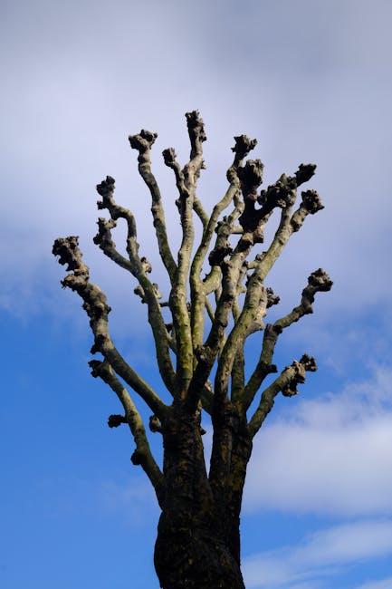 A tall, mature tree with numerous thick, knobbly branches that have been heavily pruned, leaving the upper limbs bare and stubby in a stark, almost sculptural form. The bark appears rough and textured, with patches of moss or lichen near the trunk. The background features a bright blue sky with some light, wispy clouds, highlighting the tree's silhouette. The surrounding area is a well-maintained garden bed with dark, moist soil, some small green plants, and neatly trimmed grass visible at the base. In the distance, blurred outlines of hedges and other garden elements can be seen, suggesting an organized outdoor space dedicated to garden maintenance and landscaping work, possibly adhering to local tree pruning rules. The scene is well-lit by natural daylight, with a focus on accurate visual detail for gardening and outdoor care context, reflecting expertise by Gardeners Stockwell.