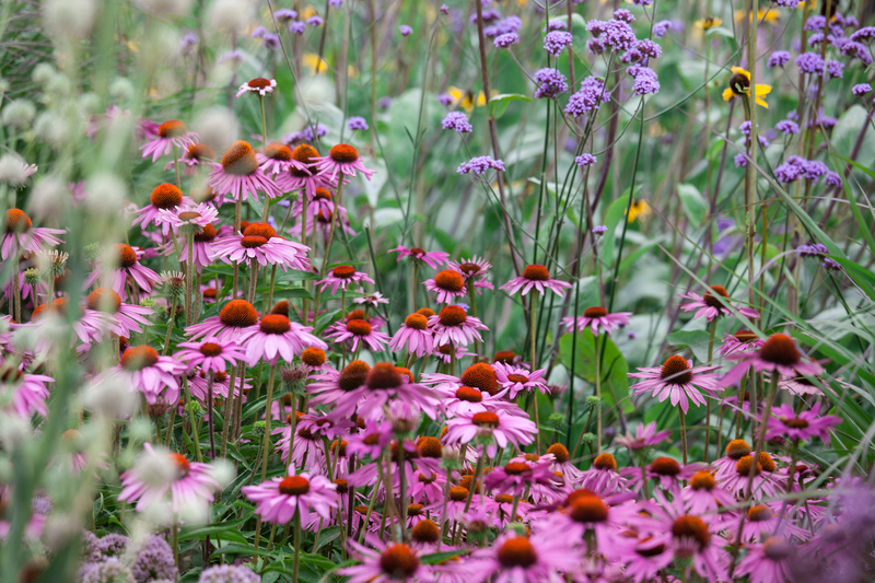 Garden plants